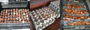 Как хранить луковицы тюльпанов зимой в домашних условиях