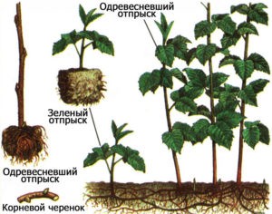 Малина Глен Файн