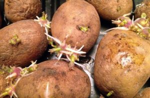 Сорт картофеля Вектор: характеристика и отзывы