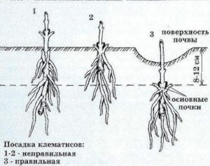 Клематис Ред Стар: описание, обрезка, посадка и уход