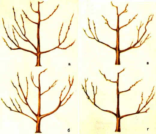 Как правильно обрезать и формировать грушу: схема + видео для начинающих