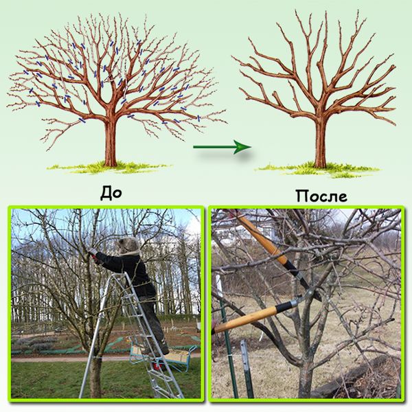 Как правильно обрезать и формировать грушу: схема + видео для начинающих