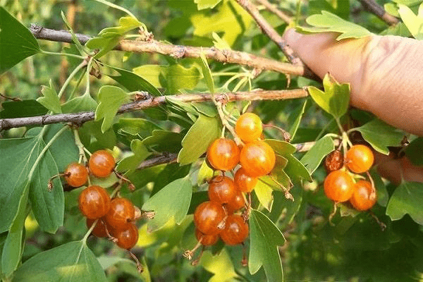 Смородина золотистая: фото и описание сортов, отзывы, посадка и уход