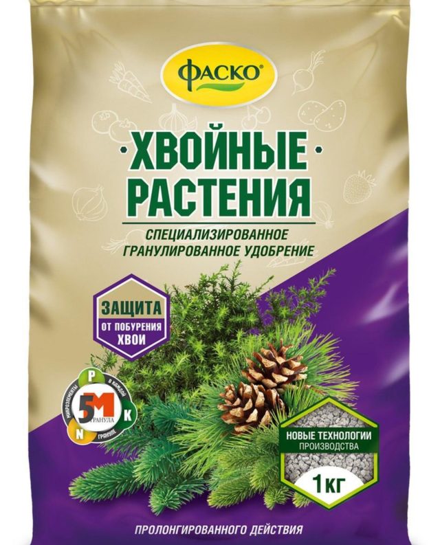 Можжевельник комнатный: посадка и уход в домашних условиях