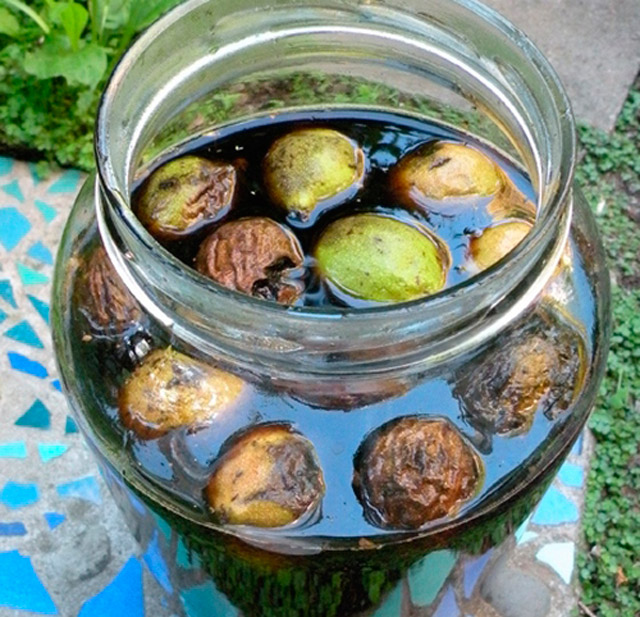 Настойка из маньчжурского ореха: рецепты, лечебные свойства, отзывы