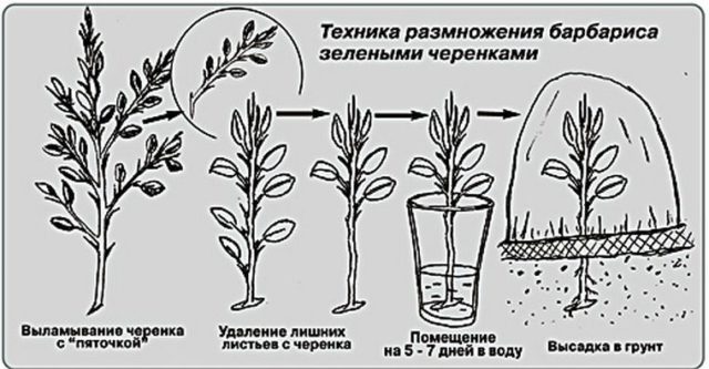 Размножение барбариса: черенками, семенами, отводками, делением куста