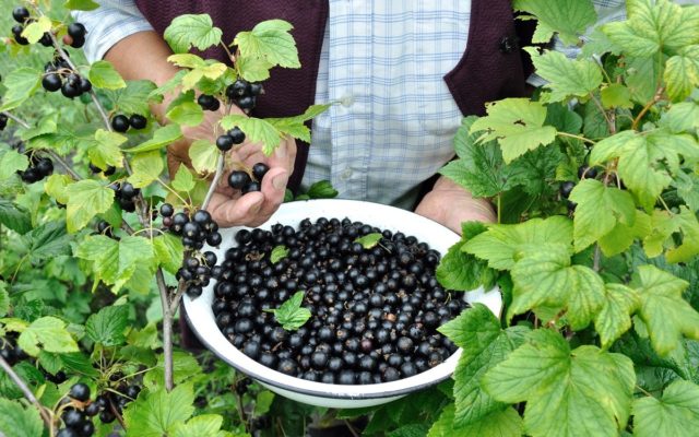 Черная смородина Чаровница: описание, посадка и уход