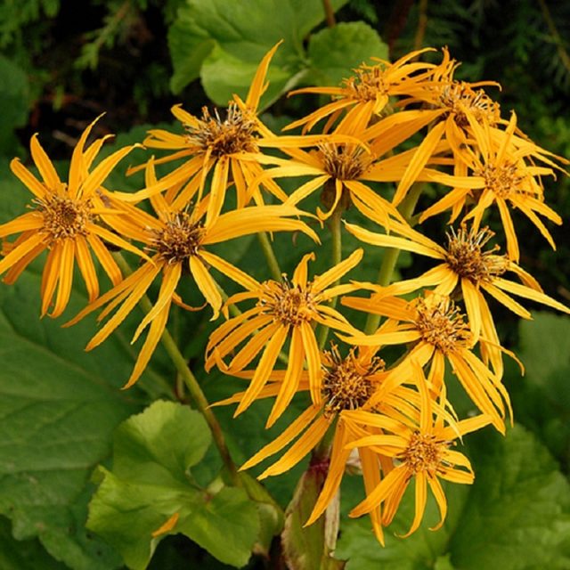 Ligularia hessei (Бузульник Хессей): посадка и уход, фото