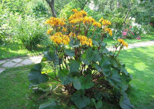 Ligularia hessei (Бузульник Хессей): посадка и уход, фото