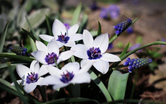 Карликовый тюльпан: описание, фото, сорта, занесен ли в Красную книгу