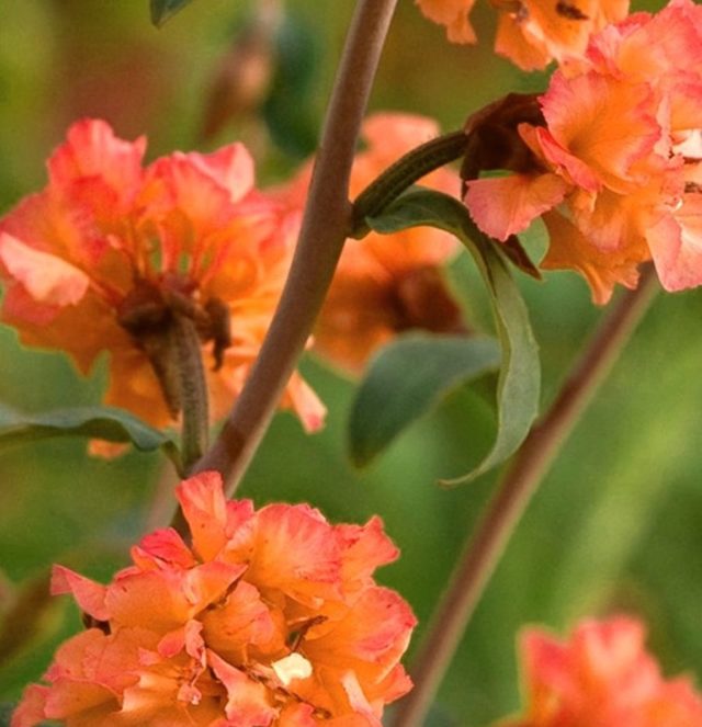 Кларкия изящная: выращивание из семян, фото цветов на клумбе