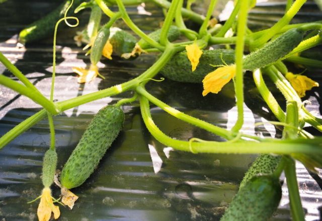 Огурец Колибри F1: описание сорта, отзывы садоводов, фото