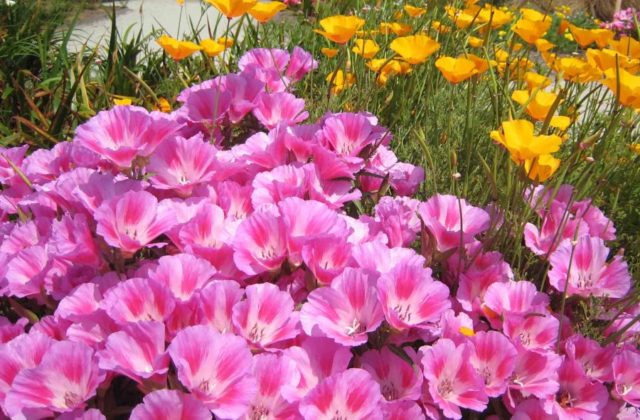Кларкия изящная: выращивание из семян, фото цветов на клумбе