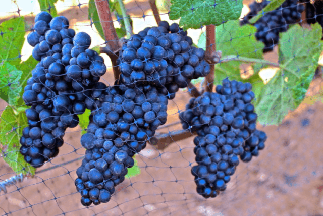 Сорт винограда Пино Нуар (Pinot Noir): описание и характеристика, фото, отзывы