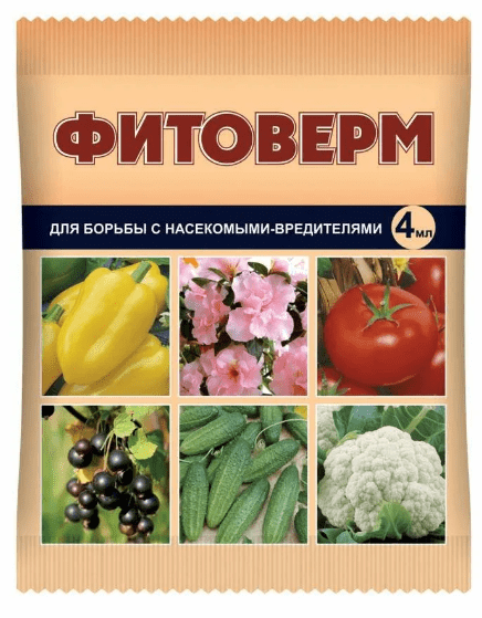 Сорт винограда Пино Нуар (Pinot Noir): описание и характеристика, фото, отзывы