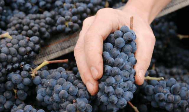 Сорт винограда Пино Нуар (Pinot Noir): описание и характеристика, фото, отзывы