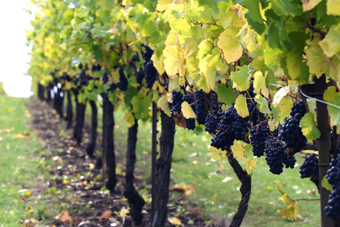 Сорт винограда Пино Нуар (Pinot Noir): описание и характеристика, фото, отзывы