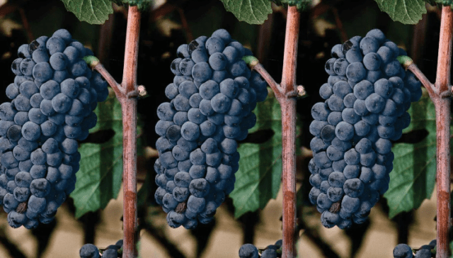 Сорт винограда Пино Нуар (Pinot Noir): описание и характеристика, фото, отзывы