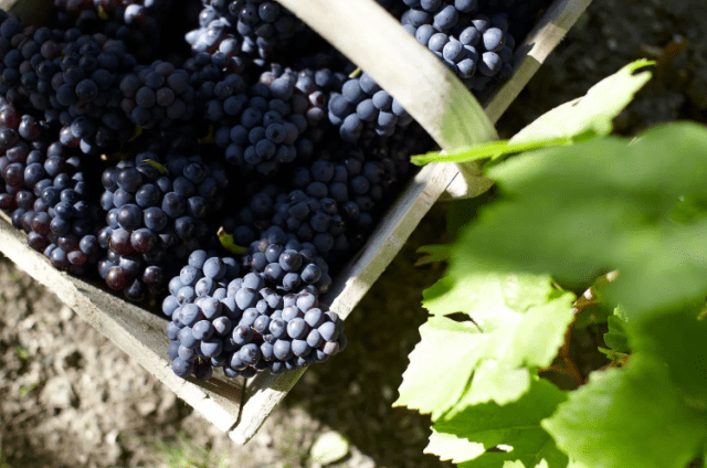 Сорт винограда Пино Нуар (Pinot Noir): описание и характеристика, фото, отзывы