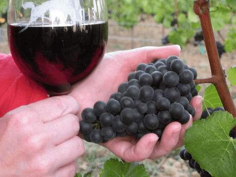 Сорт винограда Пино Нуар (Pinot Noir): описание и характеристика, фото, отзывы