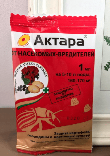 Роза плетистая Лагуна (Свит и Голубая): описание, фото, отзывы