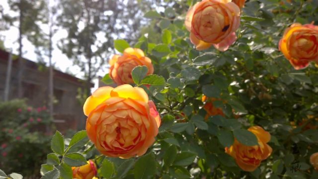 Английская парковая роза Леди оф Шалот (Lady of Shalott): описание и фото