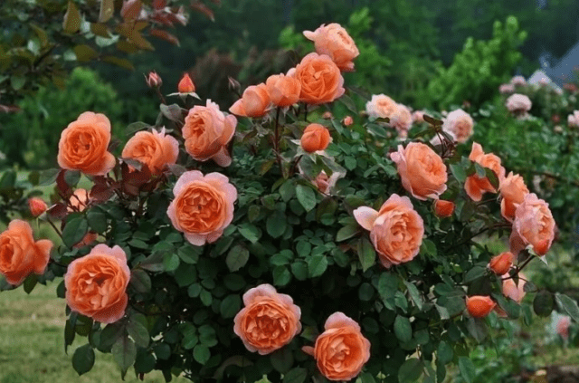 Английская парковая роза Леди оф Шалот (Lady of Shalott): описание и фото