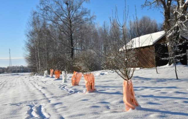 Зайцы обгрызли кору яблони: что делать, как спасти, чем обработать, видео