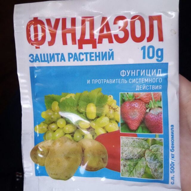 Чем обработать клубнику от серой гнили: в период плодоношения, осенью