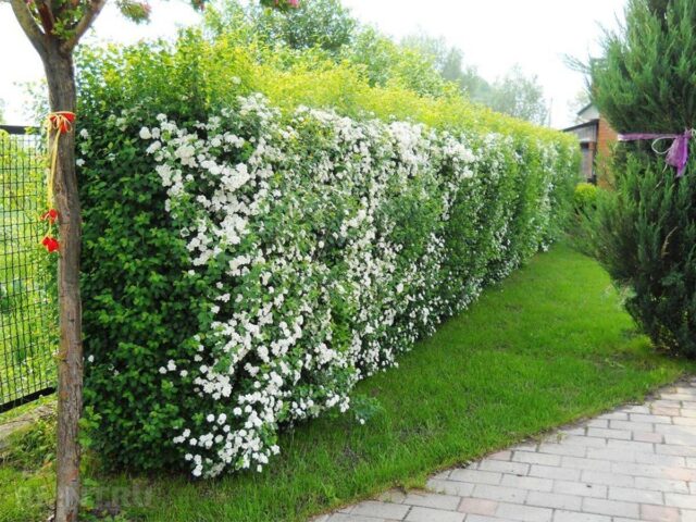 Калина декоративная Розеум (Roseum): фото и описание сорта